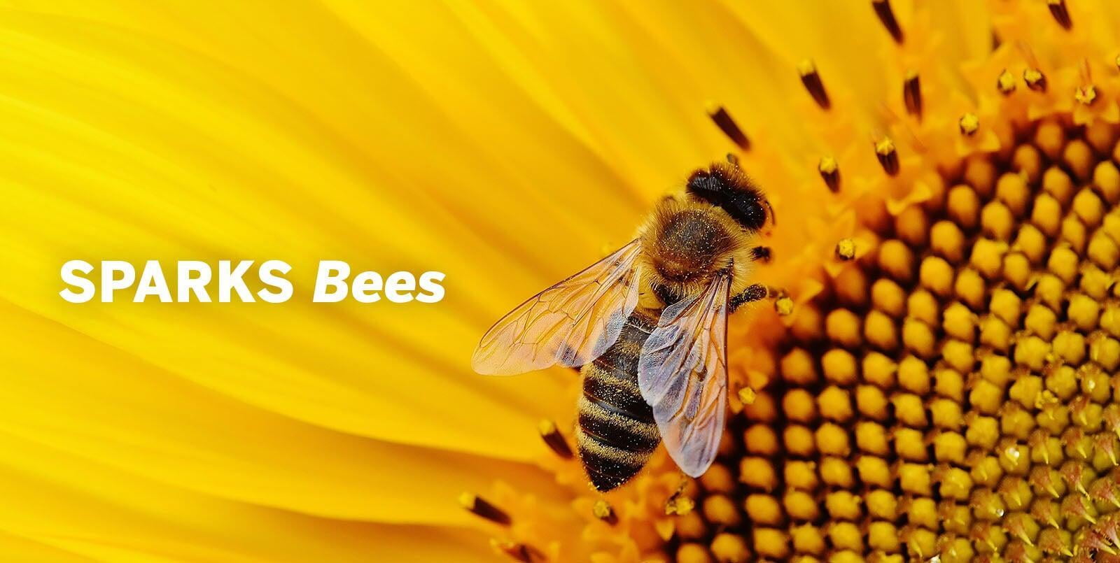 Die SPARKS Bienenpatenschaft: Interview mit unserer Imkerin